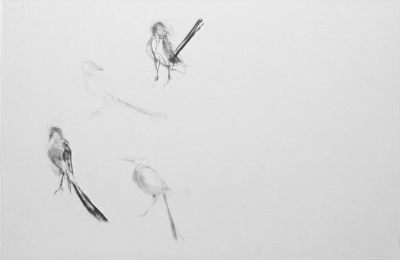 April Mockingbird