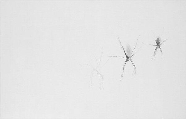 April Wolf Spider