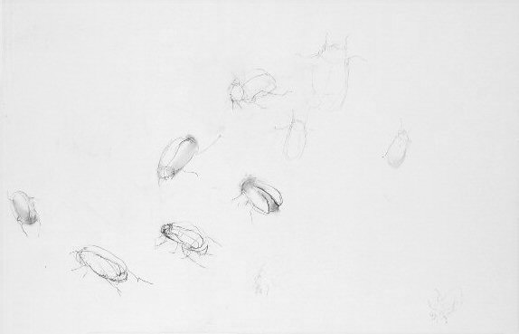 April Beetle