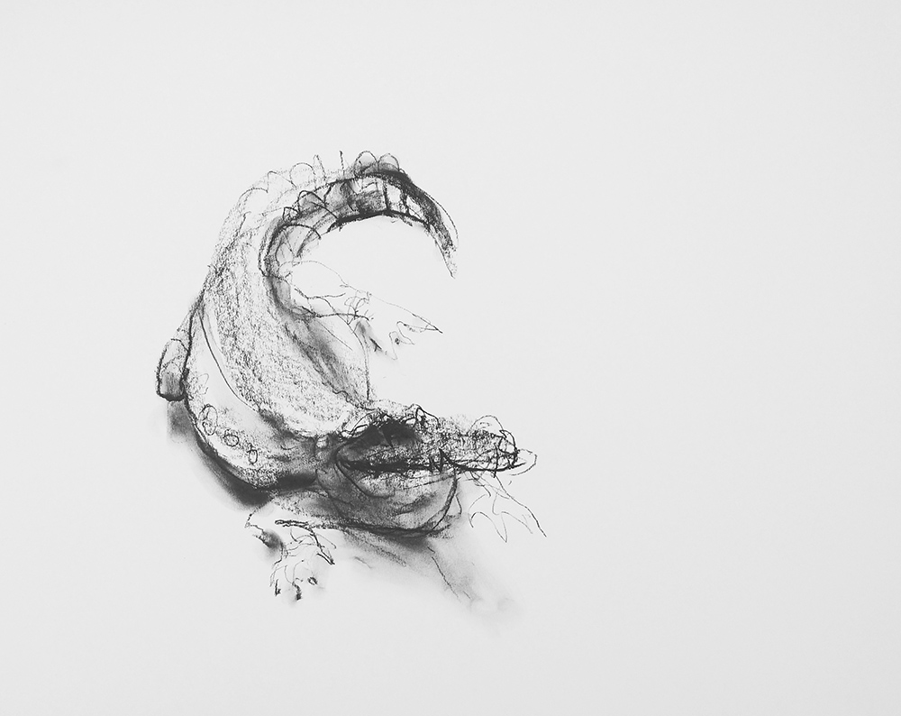 alligator study