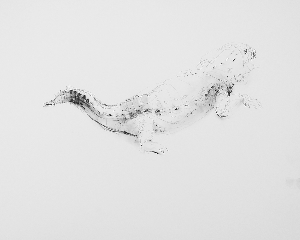 alligator study