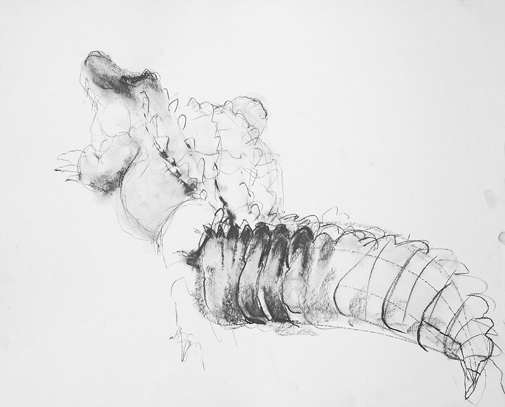 alligator portrait (Hopey)