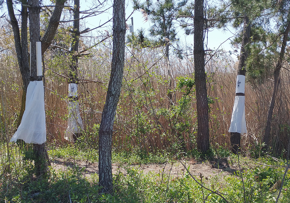 Ancestor Gathering- Long Beach Island, NJ, documented 4/22