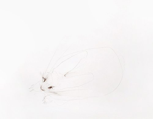 rabbit memory 3