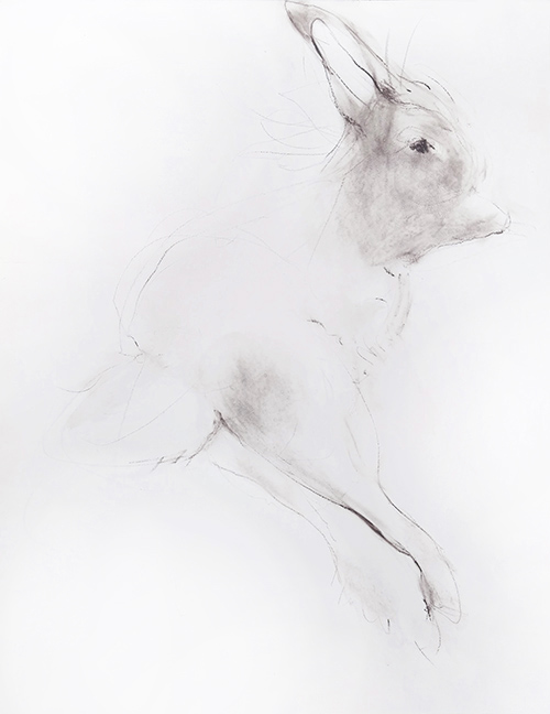 rabbit memory 5