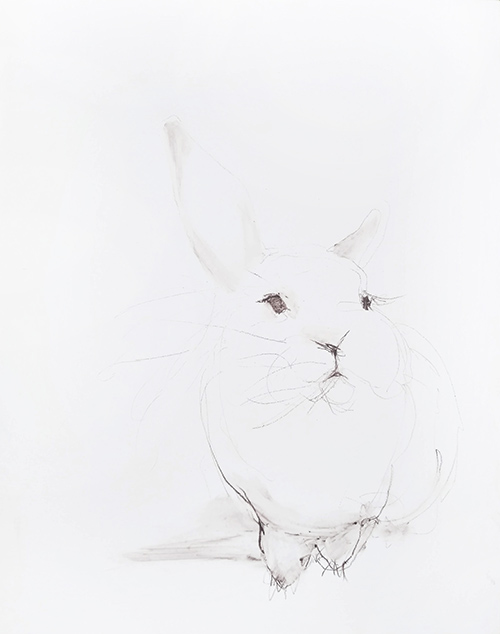 rabbit memory 6