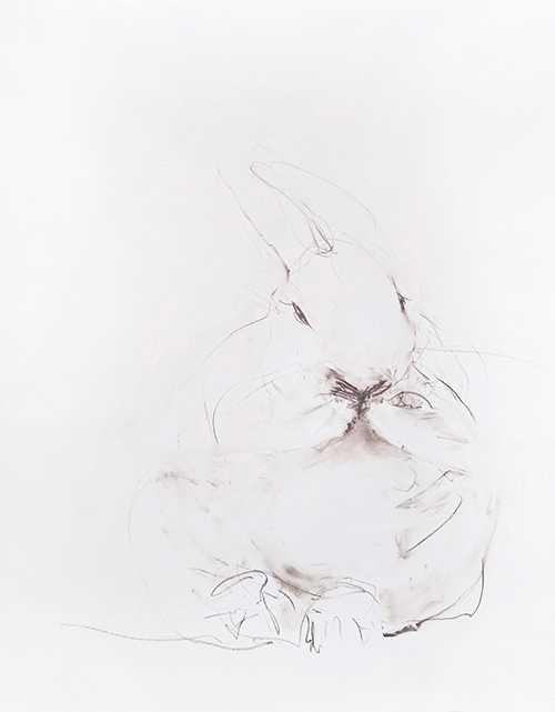 rabbit memory 7