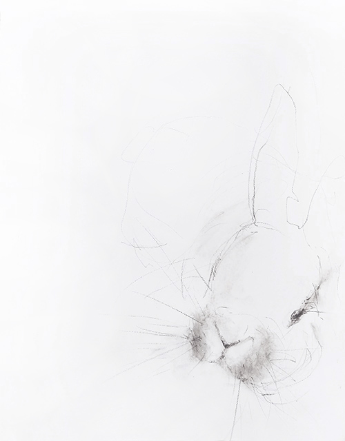 rabbit memory 8