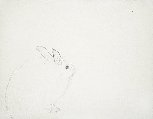 bunny study 2