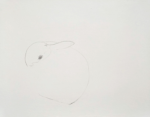 bunny study 5