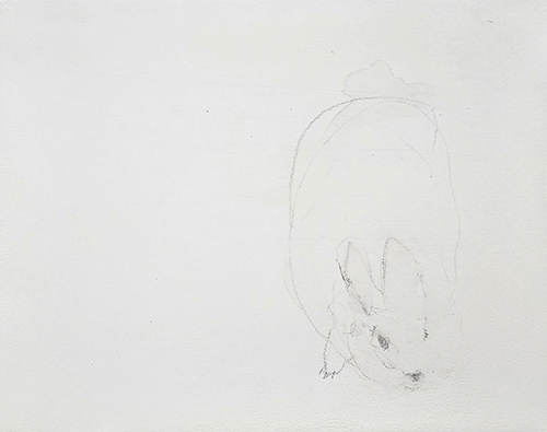 bunny study 8