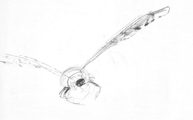 detail